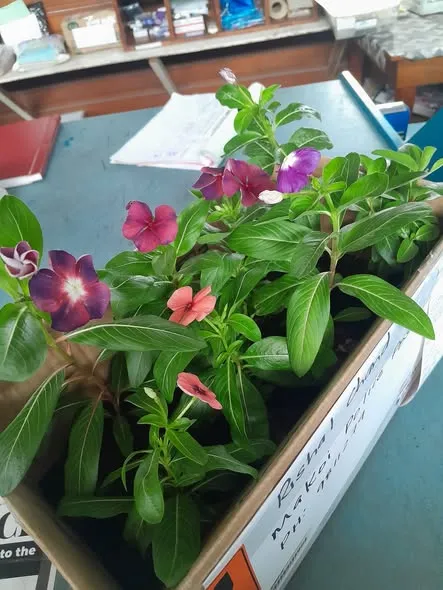 LL PLANTS SOLD SOLD SOLD💯 💚 ️Hybrid Gerbera Plants — FJD $35 in Navua ...