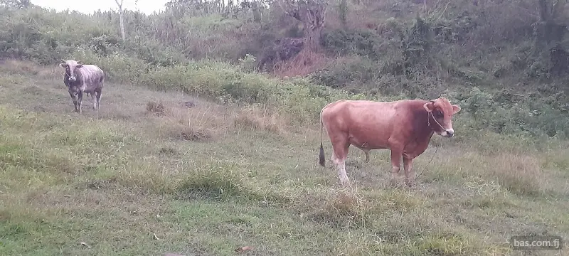 1 pair of Bull and 2 Cows for sell in Ba Area.