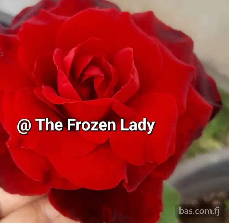 Assorted Roses for Sale