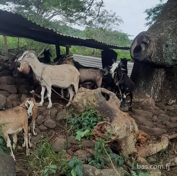 Male and Female Goats for sell in Ba Area.