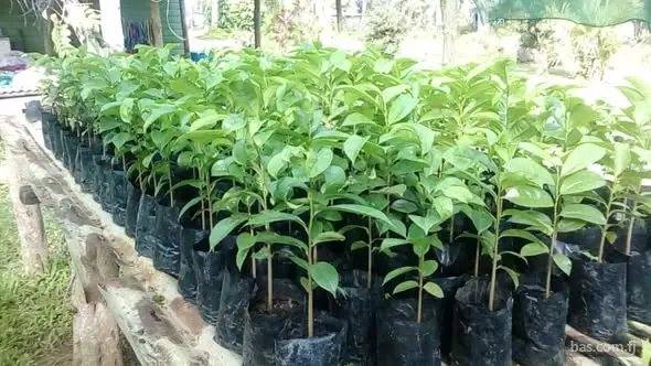 5 each. Nausori.