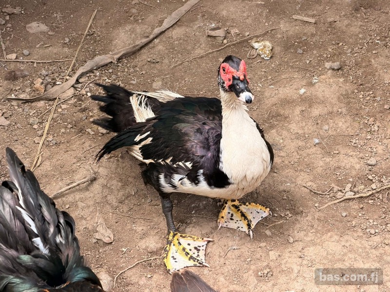 Selling ducks in Sigatoka Male - $70 Female - $40