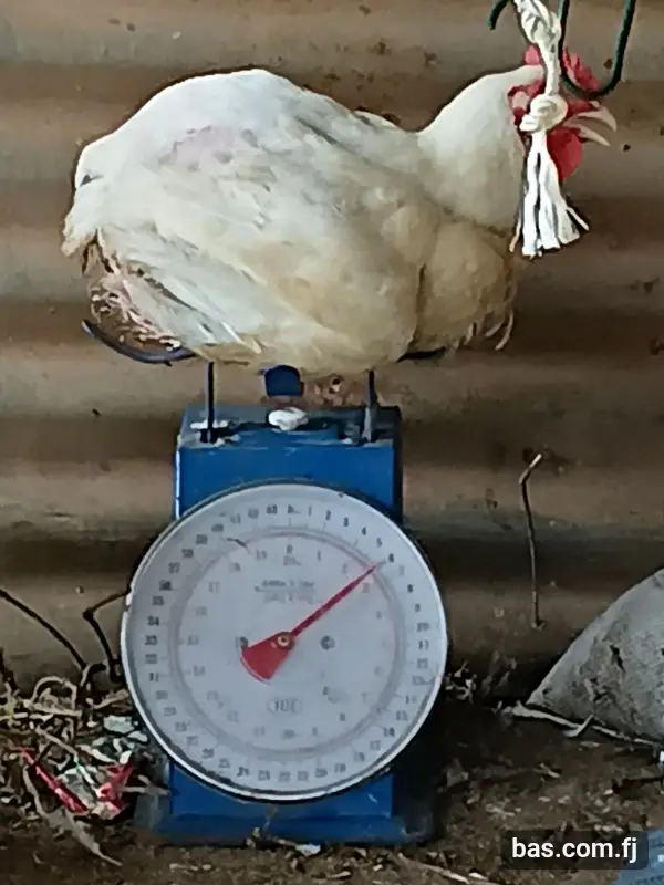 Meat bird chicken for sale call 871 5701