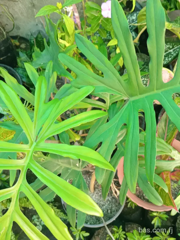 Plants available Korovuto nadi